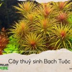 cây dừa sing