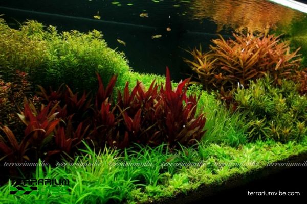 Cây Dừa Sing 4 Cây Bạch Tuộc trong terrarium cần ánh sáng và độ ẩm ổn định để giữ dáng đẹp.