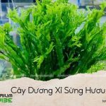 cây dương xỉ sừng hươu