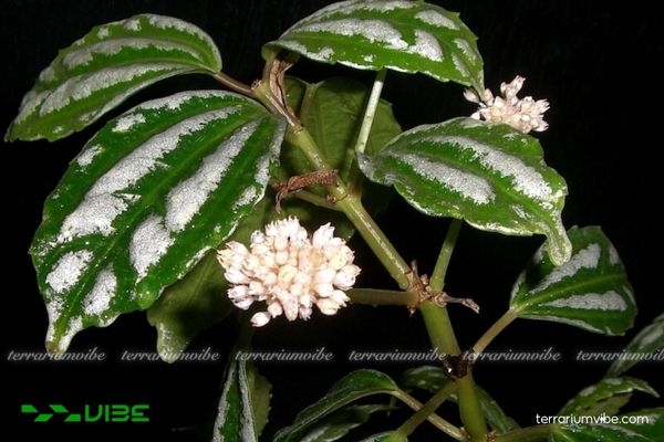 Cây Hồ Nhĩ Trắng 1 Đặc điểm hình thái và phân loại học của cầy Hồ Nhĩ Trắng