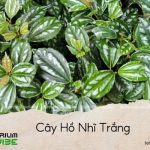 cây hồ nhĩ trắng