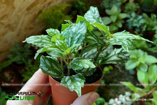 Cây Hồ Nhĩ Trắng 2 Hồ Nhĩ Trắng ưa ẩm và bóng râm dưới tán rừng