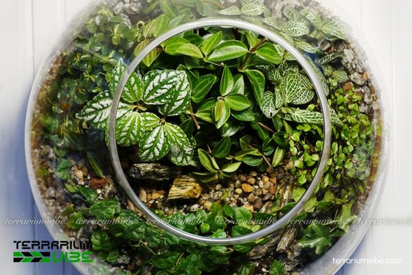 Cây Hồ Nhĩ Trắng 3 Hồ Nhĩ Trắng dễ chăm và thích nghi tốt trong terrarium bán kín