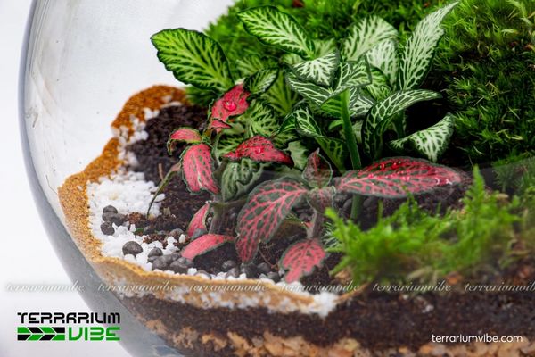 Cây Hồ Nhĩ Trắng 4 Điều kiện môi trường cơ bản để chăm sóc cây Hồ Nhĩ Trắng