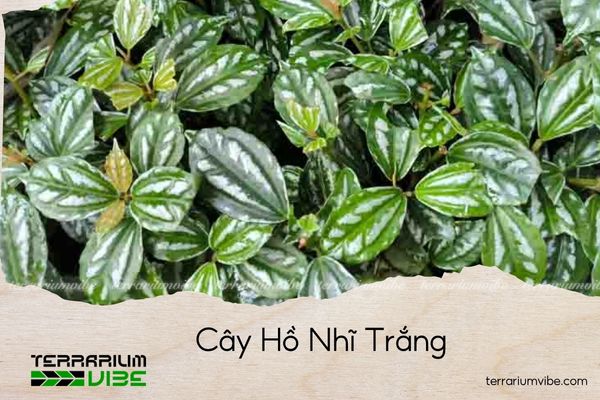 cay-ho-nhi-trang cây hồ nhĩ trắng