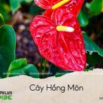 cây hồng môn