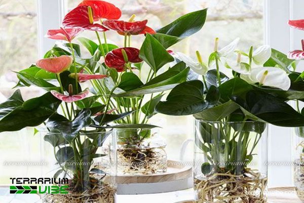 Cây Hồng Môn 2 Cây Hồng Môn mọc tự nhiên dưới tán rừng mưa nhiệt đới