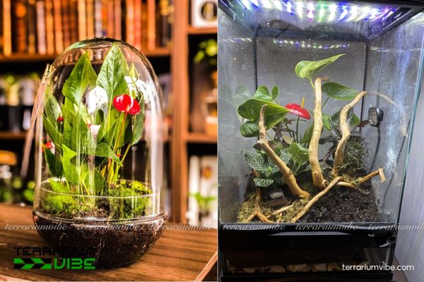 Cây Hồng Môn 3 Cây Hồng Môn nổi bật trong terrarium bán mở hoặc kín