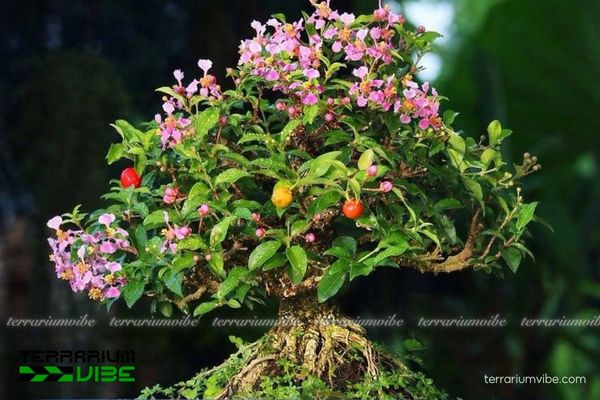 Cây Hồng Ngọc Mai 1 Đặc điểm hình thái và phân loại học của cây Hồng Ngọc Mai