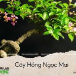 cây hồng ngọc mai