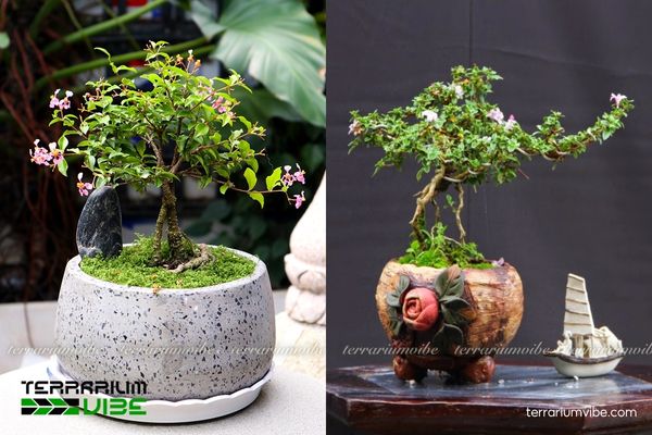 Cây Hồng Ngọc Mai 4 Lưu ý một số yếu tố cần thiết để chăm sóc cây Hồng Ngọc Mai