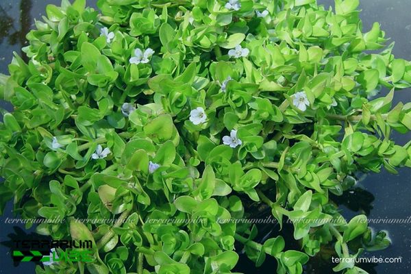 Cây Lệ Nhi 1 Phân loại học và hình thái của cây Lệ Nhi