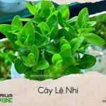 cây lệ nhi