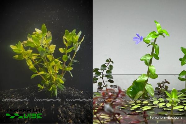 Cây Lệ Nhi 2 Cây Lệ Nhi sinh trưởng mạnh mẽ ở vùng đầm lầy và ven hồ