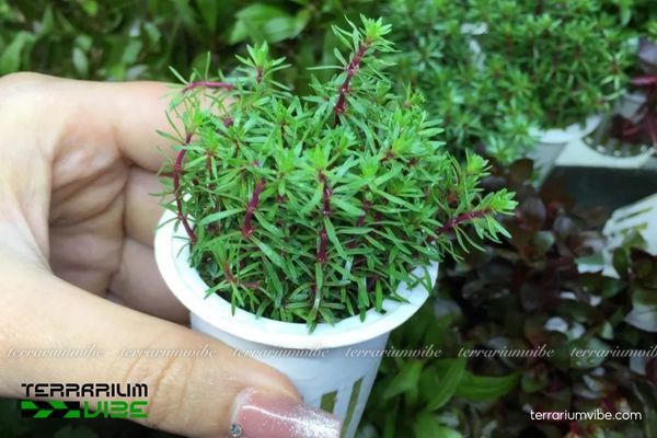 Cây Luân Thảo Xanh 1 Đặc điểm hình dáng và phân loại học cây Luân Thảo Xanh