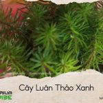 cây luân thảo xanh