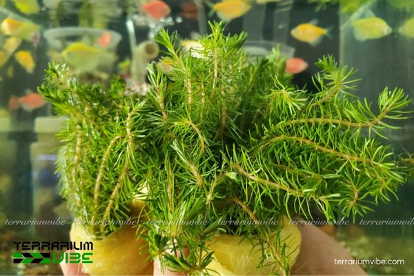 Cây Luân Thảo Xanh 2 Cây Luân Thảo Xanh mọc tự nhiên ven suối và đầm lầy