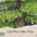 cây mai chiếu thủy