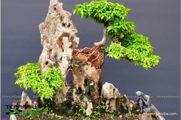 Cây Mai Chiếu Thủy 2 Mai Chiếu Thủy loài cây bản địa Đông Dương, ưa sáng và khí hậu nóng ẩm