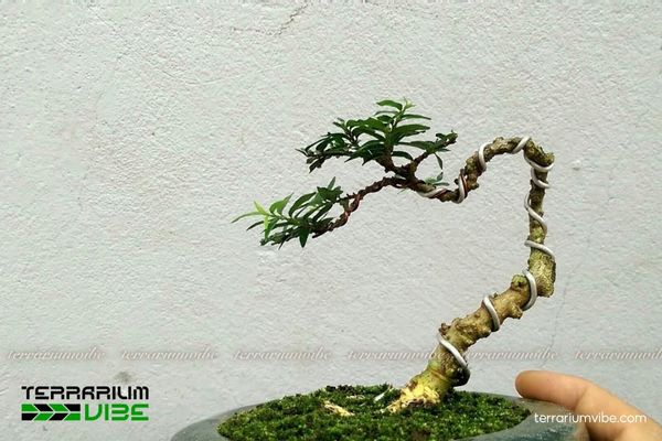 Cây Mai Chiếu Thủy 3 Cây Mai Chiếu Thủy thích nghi tốt và linh hoạt trong terrarium