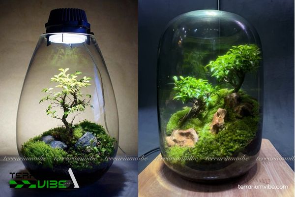 Cây Mai Chiếu Thủy 4 Điều kiện cần thiết để Mai chiếu Thủy xanh tốt trong terrarium