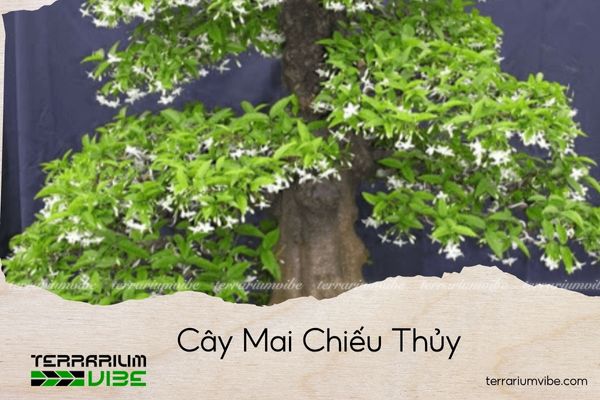 cay-mai-chieu-thuy cây mai chiếu thủy