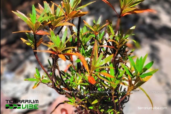 Cây Mị Nương 1 Phân loại học và hình thái của cây Mị Nương