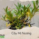 cây mị nương