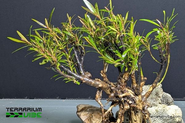 Cây Mị Nương 2 Cây Mị Nương mọc ven suối, bám vào đá và sinh trưởng tốt trong môi trường ẩm