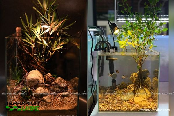 Cây Mị Nương 3 Cây Mị Nương dễ trồng, tạo mảng xanh nổi bật trong terrarium mở hoặc bán mở