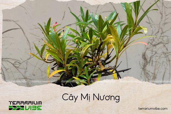 cay-mi-nuong cây mị nương