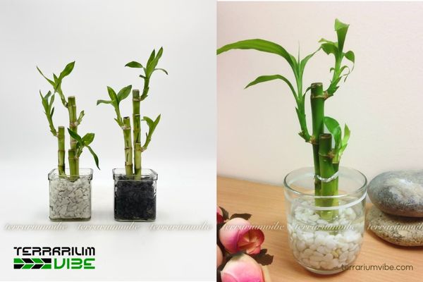 Cây Phát Lộc 1 Đặc điểm hình thái học của cây Phát Lộc