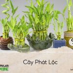 cây phát lộc