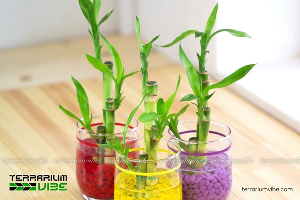 Cây Phát Lộc 2 Cây Phát Lộc sống trong vùng nhiệt đới có độ ẩm cao