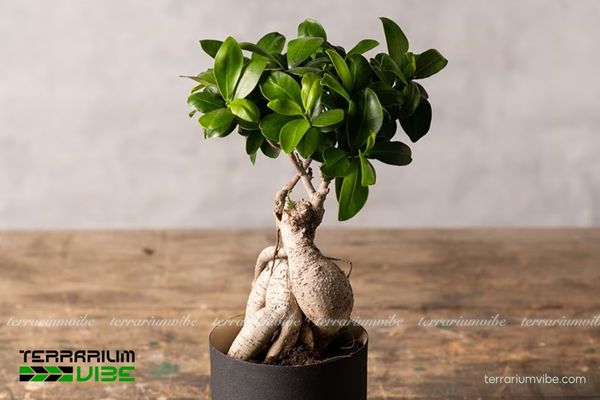 Cây Si Nhật 1 Phân loại học và hình thái của cây Si Nhật