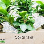 cây si nhật