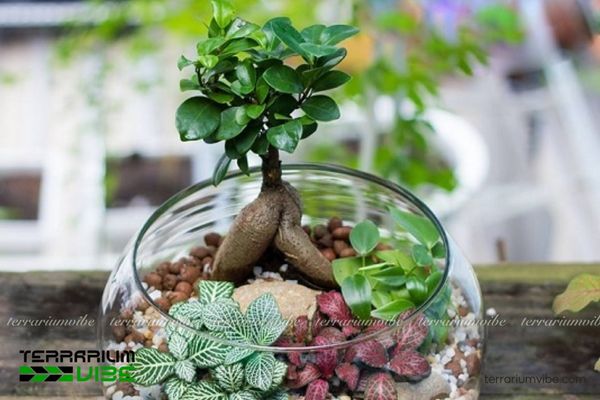 Cây Si Nhật 4 Một số lưu ý về yếu tố môi trường chăm sóc cây Si Nhật