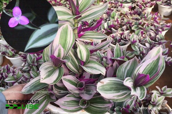 Cây Thài Lài Tía 1 Phân loại sinh học và hình dáng của cây Thài Lài Tía