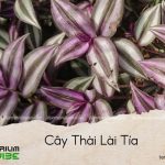 cây thài lài tía
