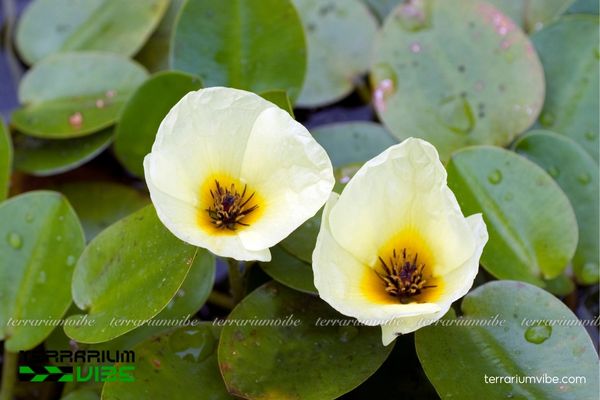 Cây Thủy Quỳnh 1 Phân loại học và hình thái của cây Thủy Quỳnh