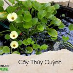 cây thủy quỳnh
