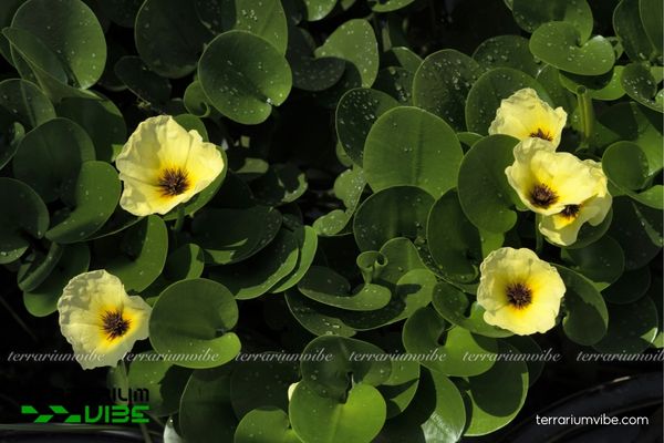 Cây Thủy Quỳnh 4 Một số yếu tố cần lưu ý khi chăm sóc cây Thủy Quỳnh