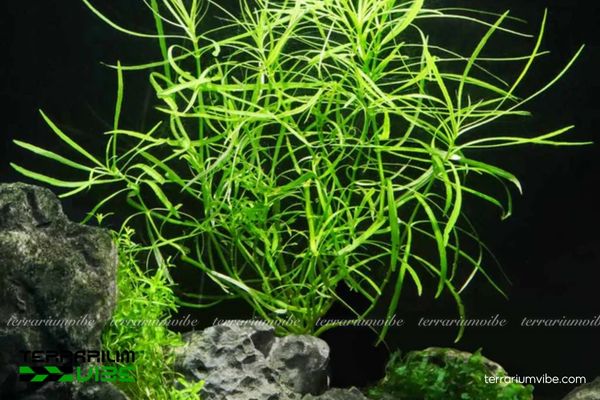 Cây thuỷ sinh Bạch Tuộc 1 Phân loại học và đặc điểm hình thái của cây thuỷ sinh Bạch Tuộc