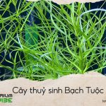 cây thuỷ sinh bạch tuộc