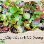cây thủy sinh cải xoong
