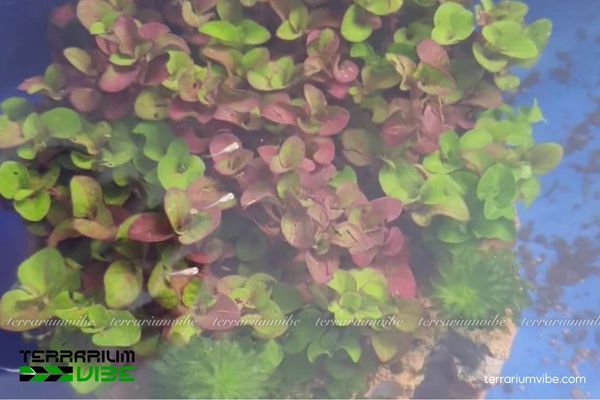 Cây thủy sinh Cải Xoong 2 Cải Xoong là cây thủy sinh ôn đới, sống ở nước lặng