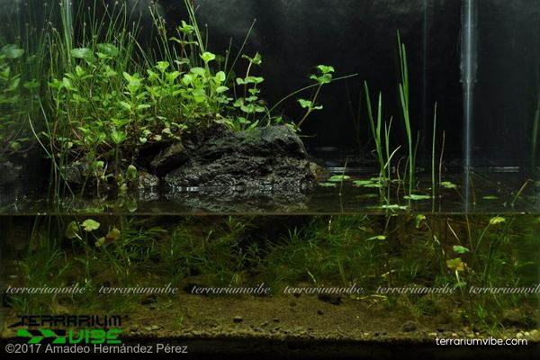 Cây thủy sinh Cải Xoong 4 Cải Xoong cần ánh sáng vừa, rễ ẩm, dinh dưỡng hợp lý