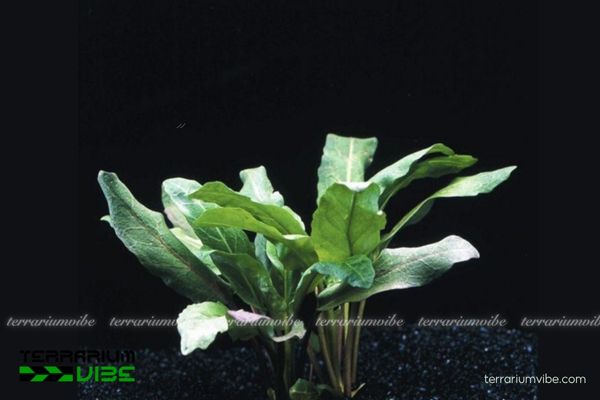 Cây thuỷ sinh Su Hào 1 Phân loại học và đặc điểm hình thái cây thuỷ sinh Su Hào