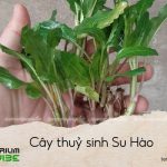 cây thuỷ sinh su hào