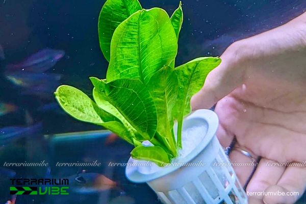Cây thuỷ sinh Su Hào 3 Su Hào thủy sinh ưa ẩm, hợp trồng trong aquaterrarium